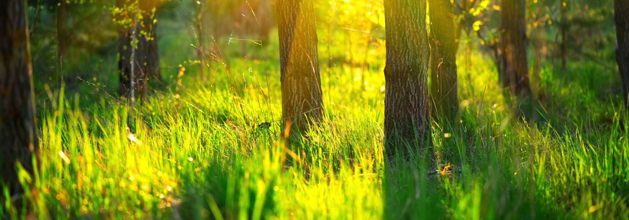 Trees and grass in sunlight