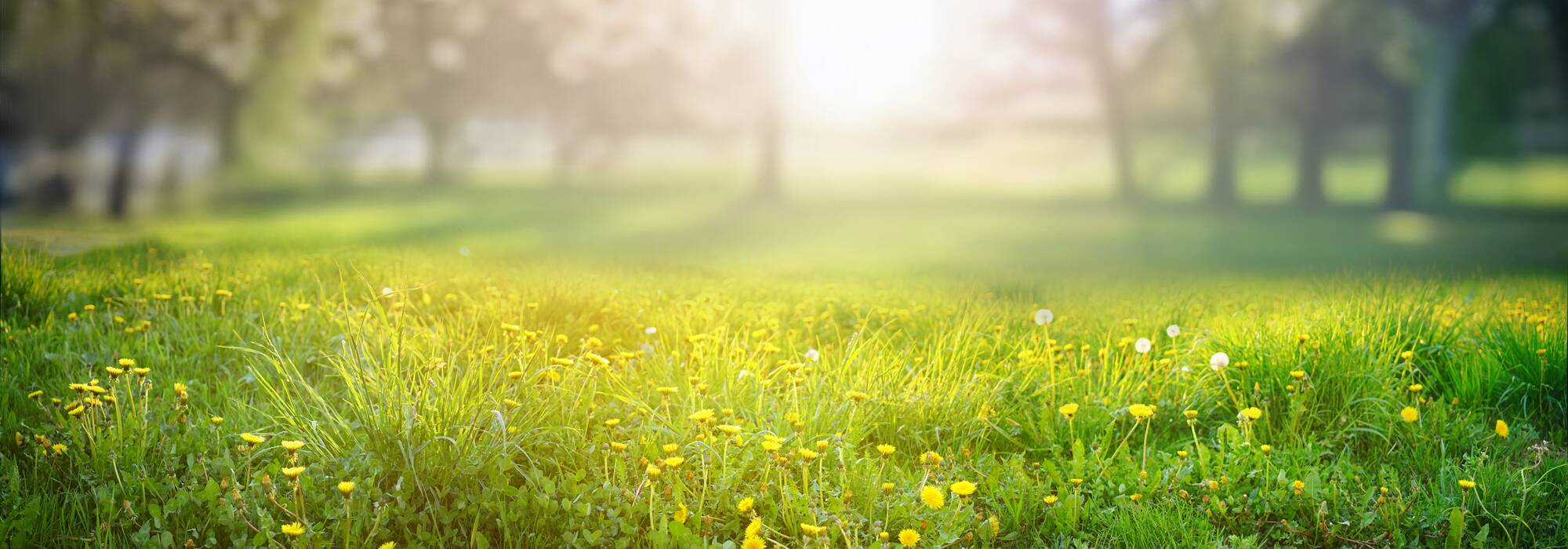 Dandelions in sunlight